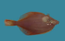 Image result for Myzopsetta ferruginea