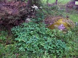 Attēlu rezultāti vaicājumam “Laserpitium latifolium”