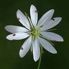 Attēlu rezultāti vaicājumam “Stellaria graminea flower”