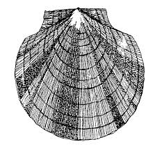 Image result for Placopecten magellanicus