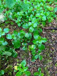 Attēlu rezultāti vaicājumam “Linnaea borealis leaf”