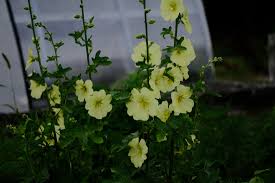 Image result for Alcea rugosa