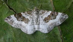 Attēlu rezultāti vaicājumam “Epirrhoe”