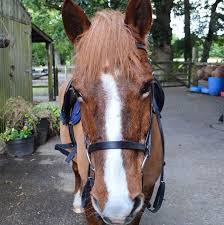 Image result for Buchan Group Riding For The Disabled