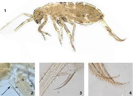 Attēlu rezultāti vaicājumam “Heteromurus nitidus”