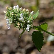 Image result for Nepeta cataria