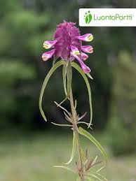Attēlu rezultāti vaicājumam “Melampyrum cristatum leaf”