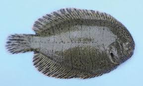 Image result for Pseudopleuronectes americanus