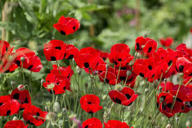 Image result for Papaver orientale