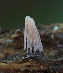 Attēlu rezultāti vaicājumam “Stemonitis marjana macro”