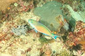 Image result for Scarus taeniopterus