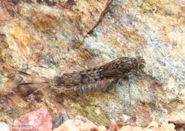 Attēlu rezultāti vaicājumam “Siphlonurus”