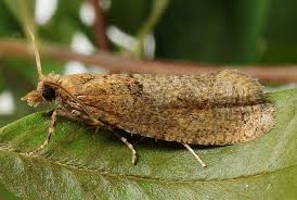 Attēlu rezultāti vaicājumam “Epinotia sordidana”