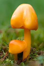 Attēlu rezultāti vaicājumam “Hygrocybe acutoconica”