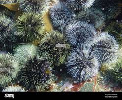 Image result for Strongylocentrotus droebachiensis