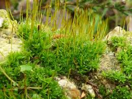 Attēlu rezultāti vaicājumam “Barbula convoluta”