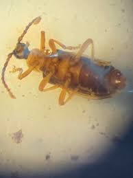 Attēlu rezultāti vaicājumam “Dendrophagus crenatus”