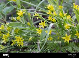 Attēlu rezultāti vaicājumam “Gagea lutea”