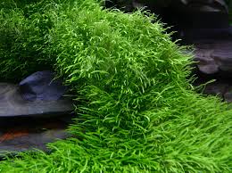 Image result for Utricularia