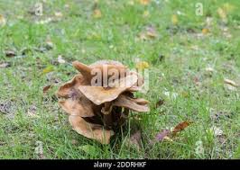 Attēlu rezultāti vaicājumam “Collybia sp.”