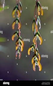 Attēlu rezultāti vaicājumam “Acer negundo fruit”