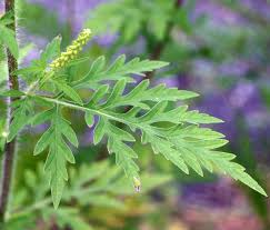 Attēlu rezultāti vaicājumam “Ambrosia artemisiifolia leaf”
