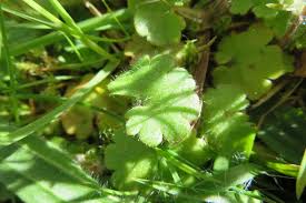 Attēlu rezultāti vaicājumam “Saxifraga granulata leaf”