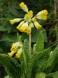 Image result for Schlüsselblumen