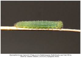 Attēlu rezultāti vaicājumam “Hyponephele lycaon female”