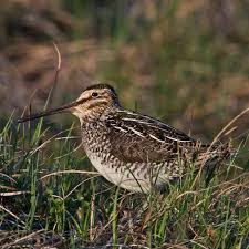 Image result for Gallinago delicata