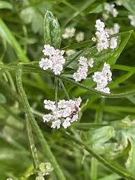 Attēlu rezultāti vaicājumam “Torilis japonica”