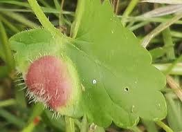 Attēlu rezultāti vaicājumam “Liposthenes glechomae”