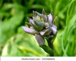 Attēlu rezultāti vaicājumam “Gentiana cruciata bud”
