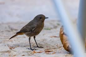 Attēlu rezultāti vaicājumam “Phoenicurus ochruros female”