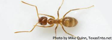 Attēlu rezultāti vaicājumam “Antrodia crassa”