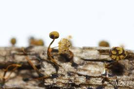 Attēlu rezultāti vaicājumam “Physarum flavicomum macro”