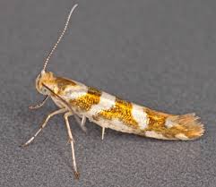Attēlu rezultāti vaicājumam “Argyresthia goedartella”