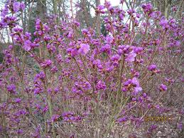 Attēlu rezultāti vaicājumam “Gaultheria cuneata”