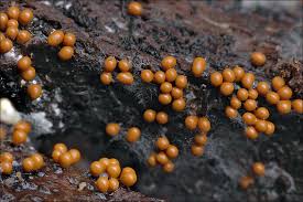 Attēlu rezultāti vaicājumam “Hemitrichia clavata”