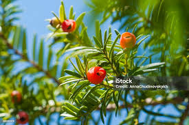 Attēlu rezultāti vaicājumam “Taxus baccata fruit”