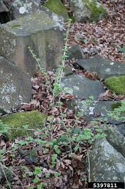 Attēlu rezultāti vaicājumam “Ribes uva-crispa leaf”