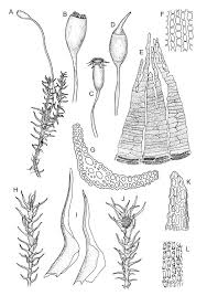 Attēlu rezultāti vaicājumam “Dicranella schreberiana”