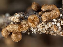 Attēlu rezultāti vaicājumam “Trichia contorta”