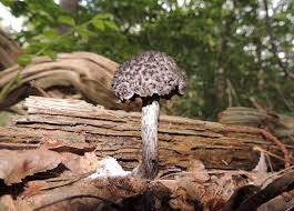 Attēlu rezultāti vaicājumam “Strobilomyces strobilaceus”