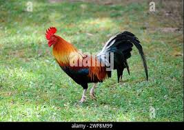 Attēlu rezultāti vaicājumam “Gallus male”