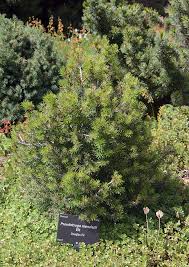 Attēlu rezultāti vaicājumam “Pseudotsuga menziesii flower”