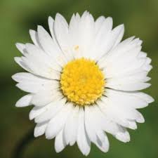 Attēlu rezultāti vaicājumam “Bellis perennis flower”