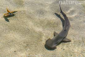 Image result for Sphyrna tiburo