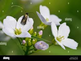 Attēlu rezultāti vaicājumam “Cauchas rufimitrella”