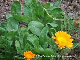 Attēlu rezultāti vaicājumam “Calendula officinalis leaf”